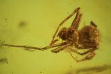 Detailed Fossil Spider (Aranea) In Baltic Amber #90771-2